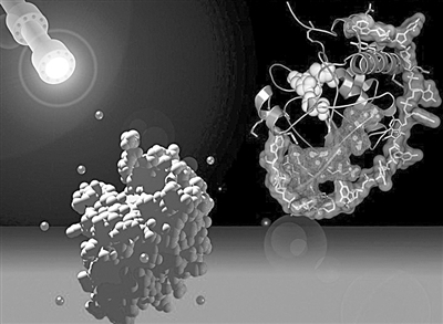 乳酸克鲁维酵母