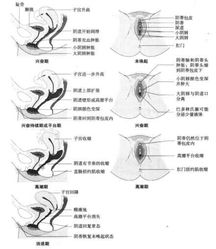 马斯特斯-约翰逊的女性性反应分期