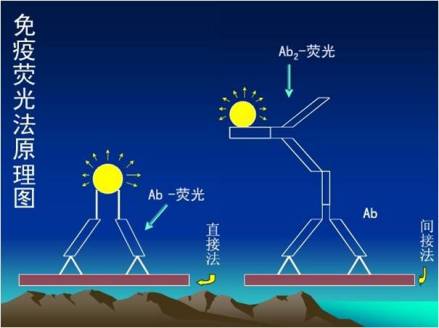 免疫荧光原理示意图