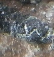 激发态逃逸粒子‘磁单极粒子的存在’