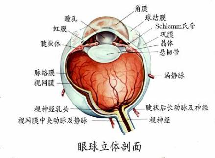 眼球解剖图