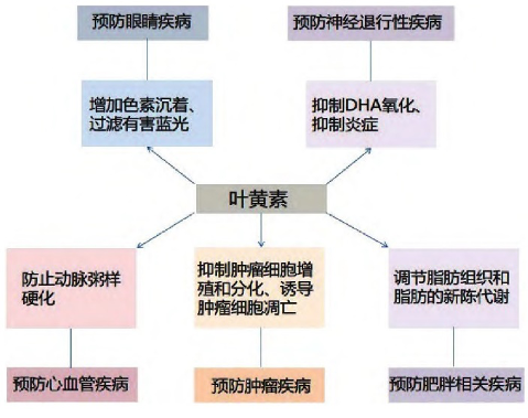 叶黄素的功能作用 