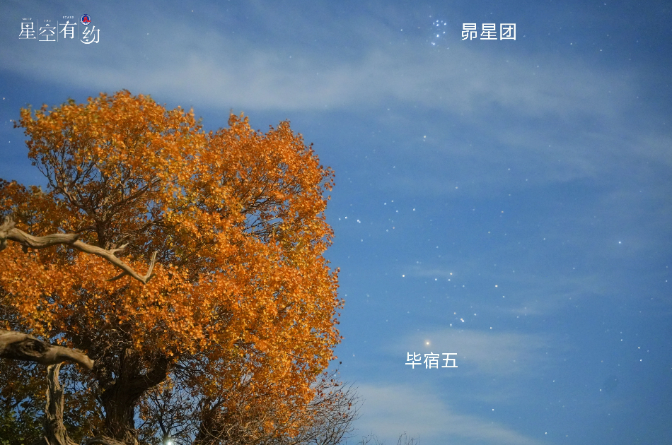 2024年10月14日在新疆哈密伊吾胡杨林拍摄的金牛座