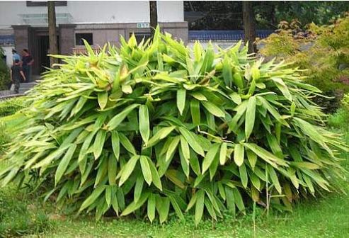 箬竹叶