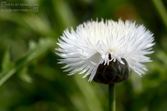 珀菊