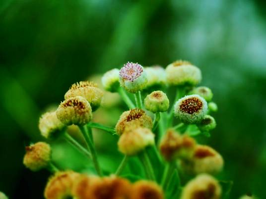 翼茎阔苞菊