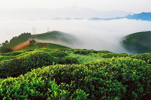 汉中——午子仙毫