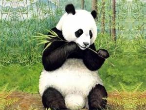 憨态可掬的国宝 大熊猫