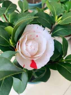 茶花