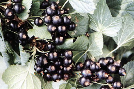 黑豆果(图3)