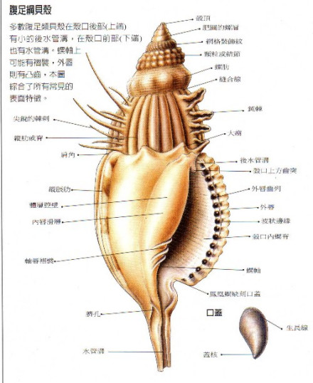 腹足纲