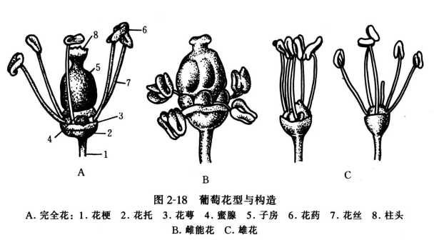 葡萄花型与构造
