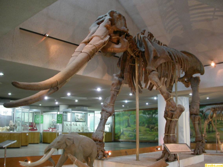 中国古动物馆展品