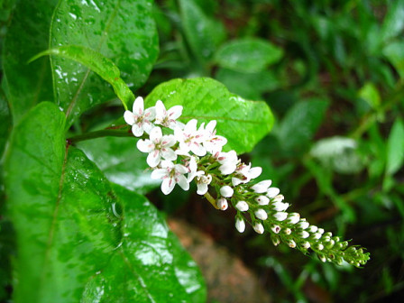 黄山植物