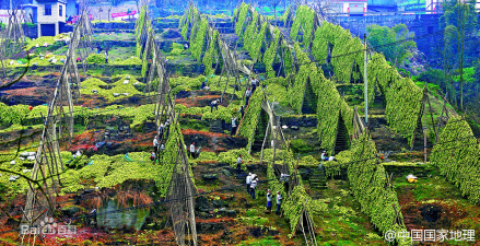 榨菜风干脱水