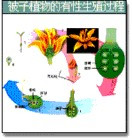有性生殖