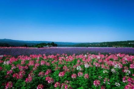 芳香南山景区