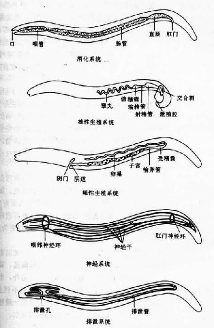 线虫