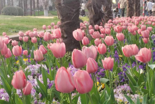 南京农业大学