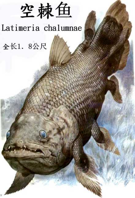 空棘鱼
