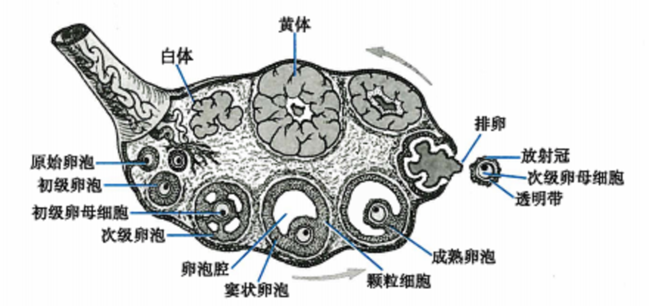 卵巢及各级卵泡结构示意图 来源于《生理学》人卫第9版教材 