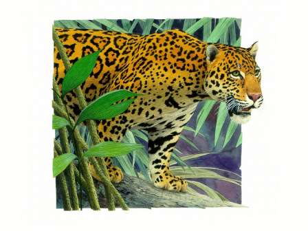 美洲豹风采1