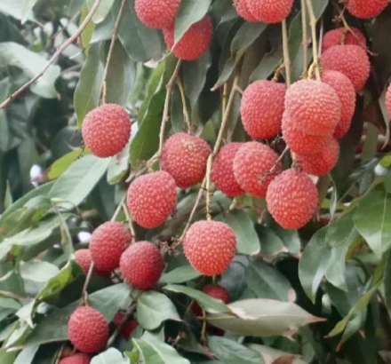 陈紫 