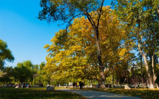 南开大学风光