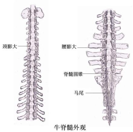 牛脊髓外观