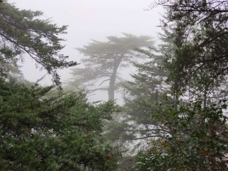 沙角洞的银杉