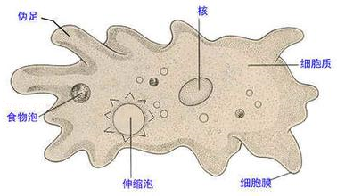 变形虫科变形虫属动物变形虫