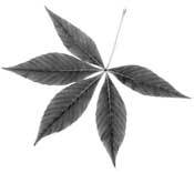 俄亥俄州立大学吉祥物