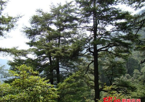 沙角洞的银杉