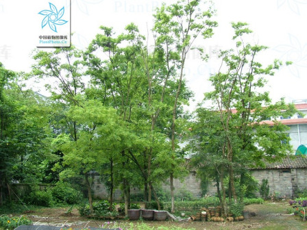 黄檀植株