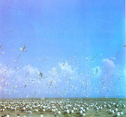 青海湖