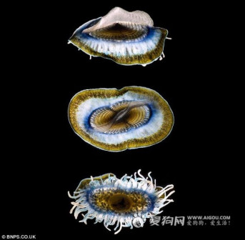 浮游动物