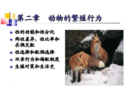 动物的繁殖行为