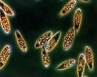 生物学