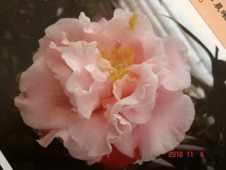 明日晨曦