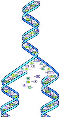 分子克隆