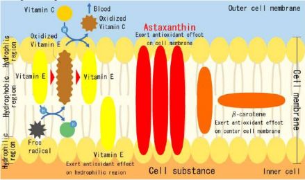 各种抗氧化剂在细胞中的作用