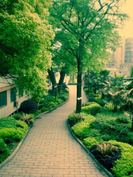 学 校 小 路