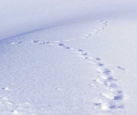 雪
