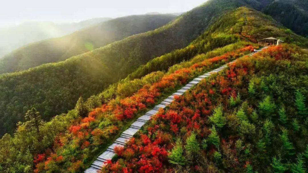 大熊山景区十里杜鹃