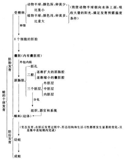 高等动物的分类图