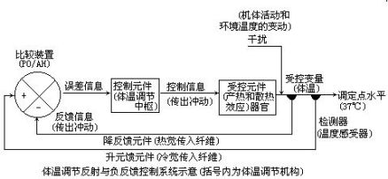 体温调节反射与负反馈控制系统示意图