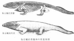 鱼石螈