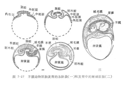 肺循环