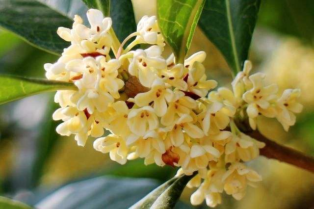 当阳市市花四季桂