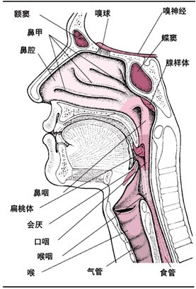 嗓子结构图